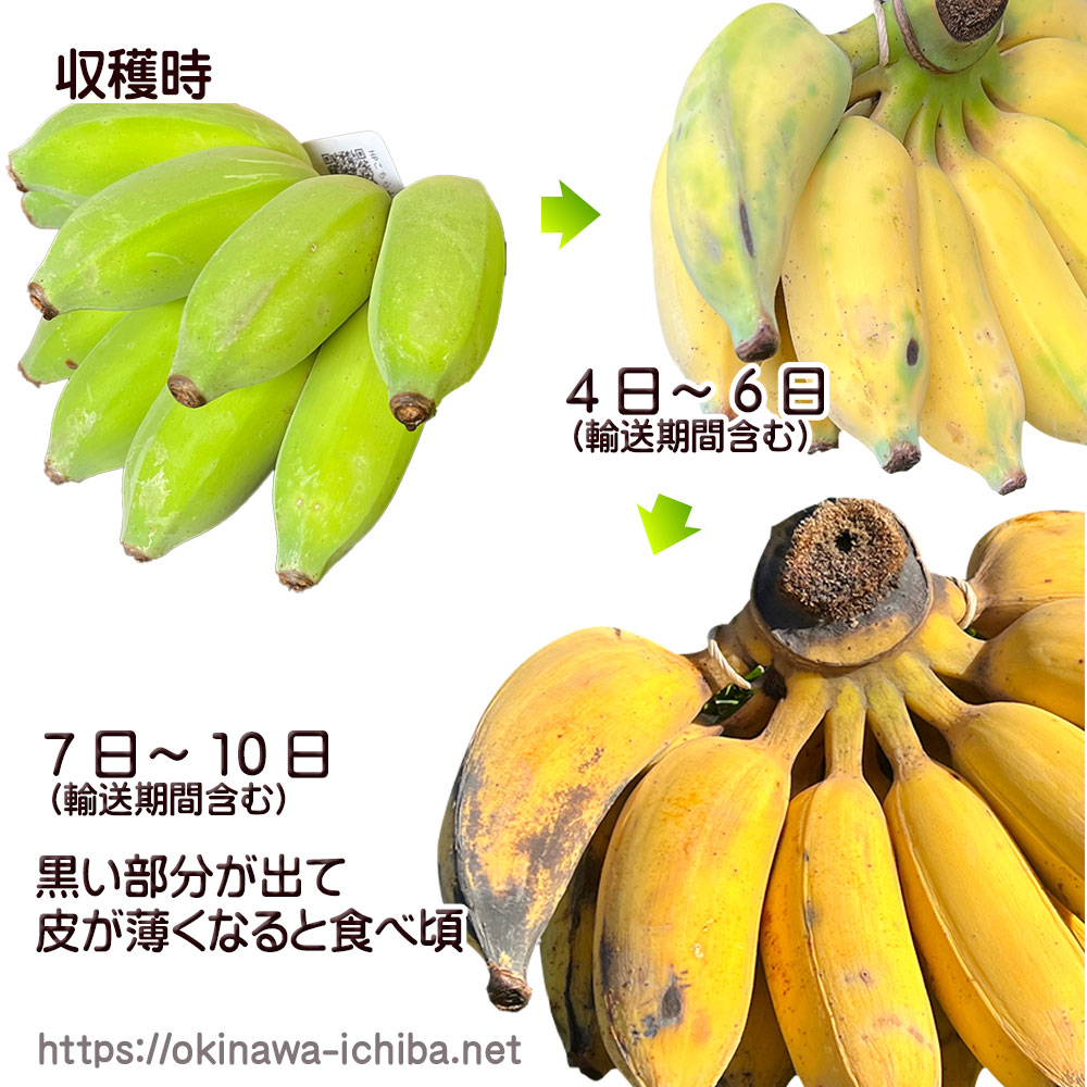 沖縄いちば / 一時受付休止□ぐしちゃん銀バナナ（約1kg・送料込）