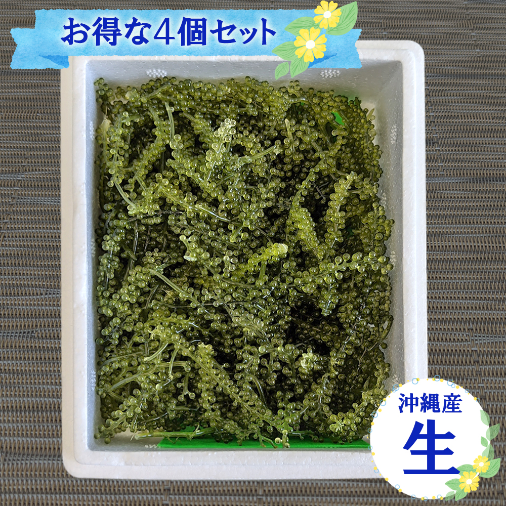 沖縄いちば / 【冬季休売】セット割□沖縄産新鮮！生海ぶどう